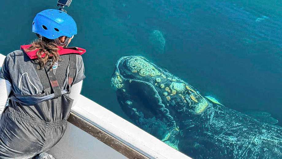 La belleza de las ballenas en Península Valdés. Foto: gentileza "Siguiendo Ballenas".