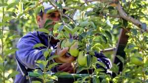 Fruticultura en Río Negro: lanzan créditos a tasa 0% para raleo y labores culturales