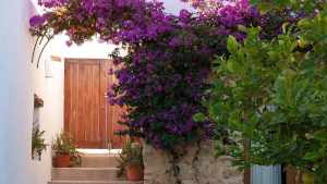 Santa Rita de hoja simple: el secreto para un jardín lleno de flores con poco esfuerzo