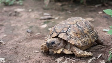 La tortuga terrestre patagónica a un paso de convertirse en monumento natural en Río Negro