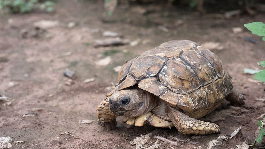 Tortuga terrestre patagónica en peligro. Foto: Pato Cavallo - Red Yaguareté.