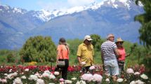 Imagen de Después de los tulipanes, Trevelin vuelve a estar en flor: el mar de peonías que pintan el valle