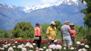 Después de los tulipanes, Trevelin vuelve a estar en flor: el mar de peonías que pintan el valle
