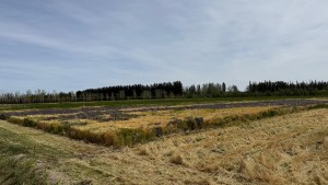 ¿Los suelos salino-sódicos se pueden recuperar y a qué precio? Estrategias para sumar superficie productiva en la Norpatagonia