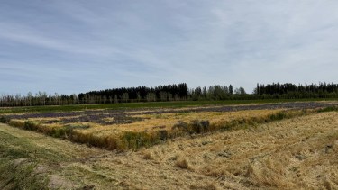 ¿Los suelos salino-sódicos se pueden recuperar y a qué precio? Estrategias para sumar superficie productiva en la Norpatagonia
