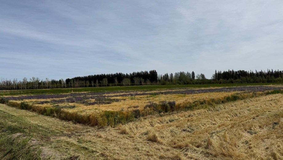 Parcela demostrativa con cebada y vicia ya avanzada, noviembre- diciembre.