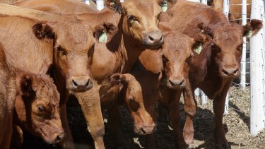 ¿Hay techo para el precio de la carne?: subió otro 11% en menos de un mes
