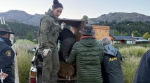 Imagen de Newenche está a salvo: así fue el operativo para reubicar al huemul que apareció en San Martín De Los Andes