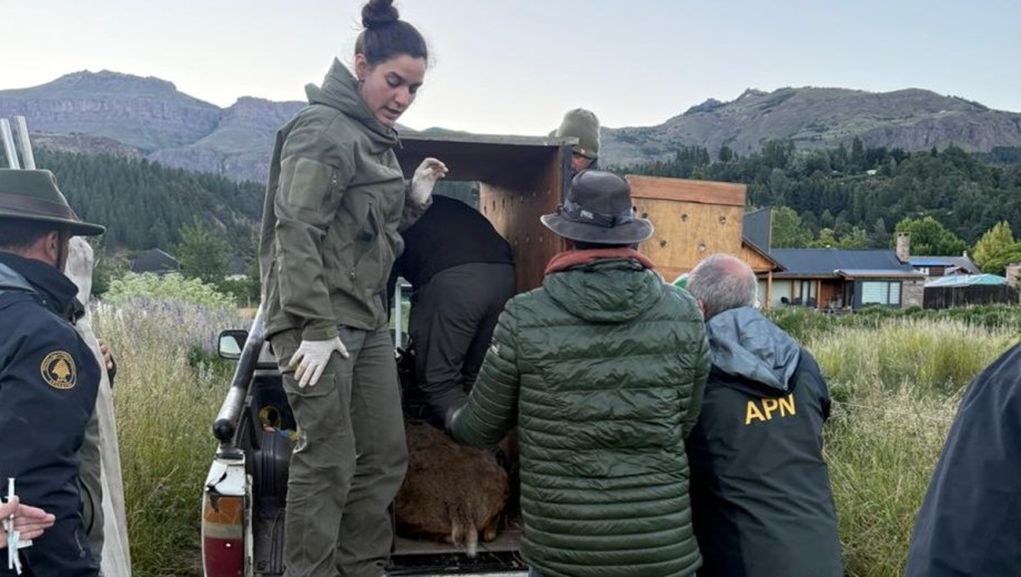 El huemul fue trasladado a su habitat. Foto: Gentileza. 