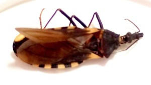 Detección de vinchucas en Patagones: las recomendaciones de Zoonosis para prevenir el Mal de Chagas