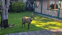 Imagen de El huemul Newenche recorre San Martín de los Andes y piden colaboración para no ahuyentarlo