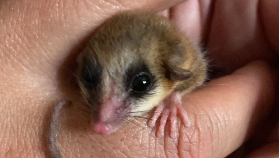 Una vecina de San Martín de los Andes halló un Monito del Monte en su jardín (PNL).