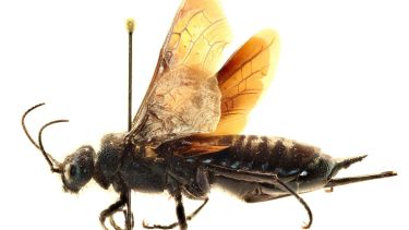 La Patagonia está en riesgo de una invasión de una avispa que daña a los pinos