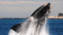 Imagen de Ballenas en acción: cómo enriquecen las aguas de Península Valdés