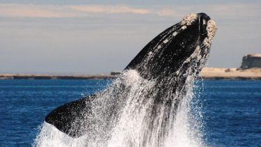 Ballenas en acción: cómo enriquecen las aguas de Península Valdés