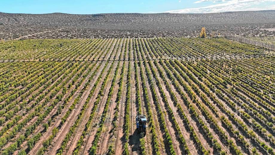 Añelo, Neuquén. La calidad de los aceites de oliva patagónicos destaca a nivel mundial. Olivares del Neuquén es ejemplo de ello.
