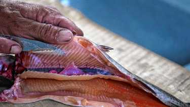 Por qué visitar el paraje Bella Vista, en el norte neuquino: de ahí salen las truchas de Piedras Meonas