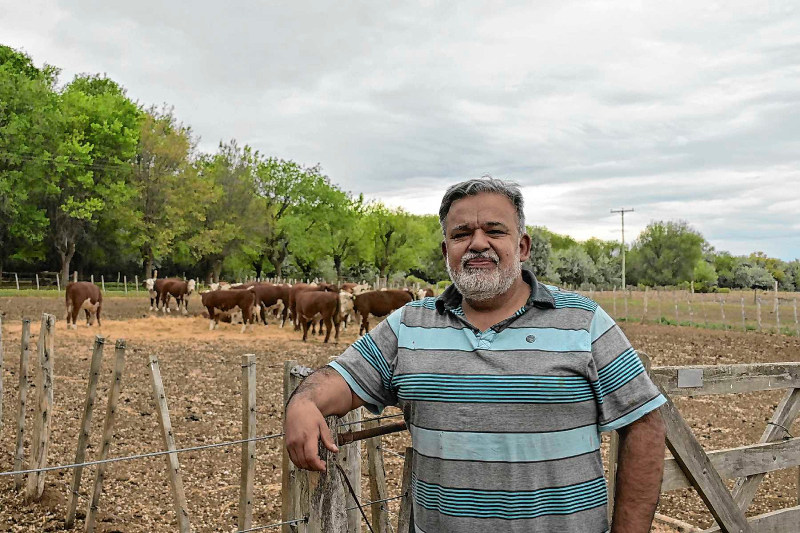 Valle Azul, Río Negro. Baldomero Bassi, cabaña El Molino. 500 hectáreas bajo riego y más de 60 años de tradición en cría de Hereford.