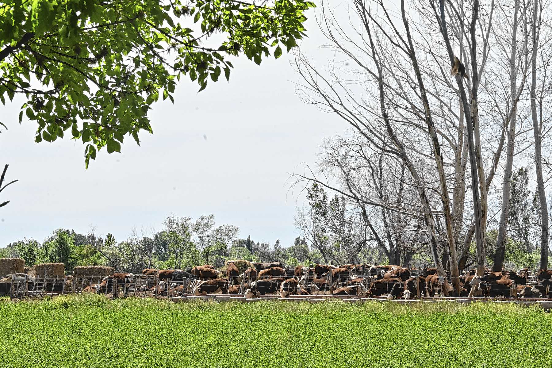 Luis Beltrán, Río Negro. La chacra de Otto Garbers tiene una bella casona centenaria y un hito: 120 toneladas de maíz por hectárea.