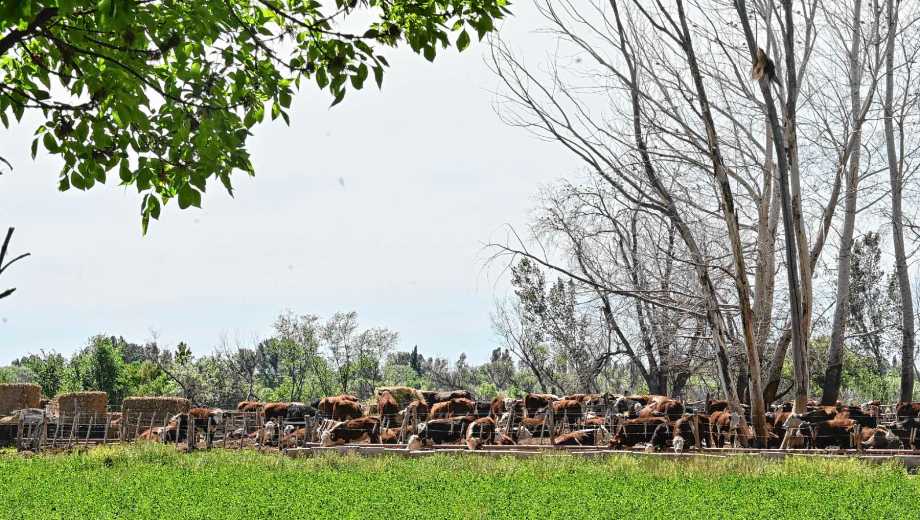 Luis Beltrán, Río Negro. La chacra de Otto Garbers tiene una bella casona centenaria y un hito: 120 toneladas de maíz por hectárea.