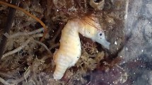 Imagen de Encontraron un caballito de mar en la desembocadura del río Negro