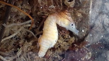 Encontraron un caballito de mar en la desembocadura del río Negro