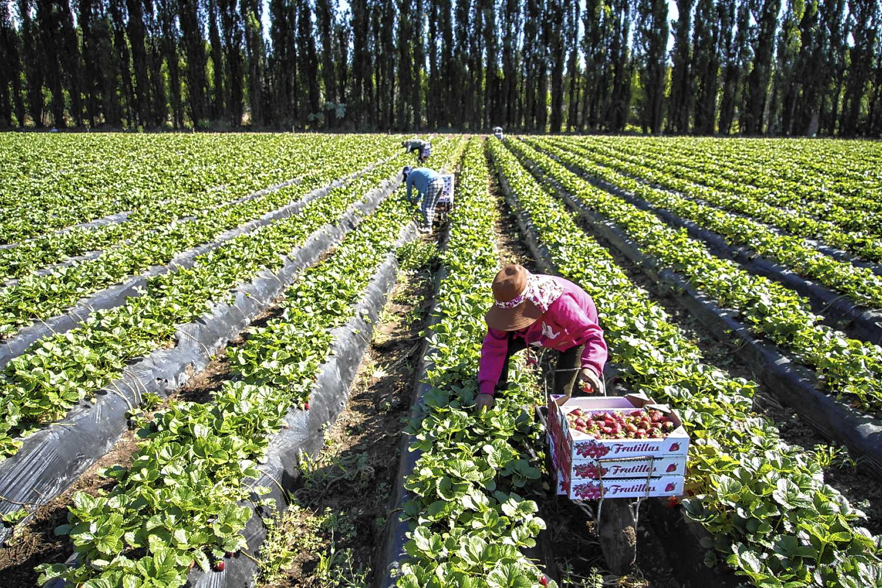 Plottier, Neuquén. El polo de frutillas de la Patagonia está en Neuquén, con 2.900 toneladas al año. El motor es la comunidad boliviana.