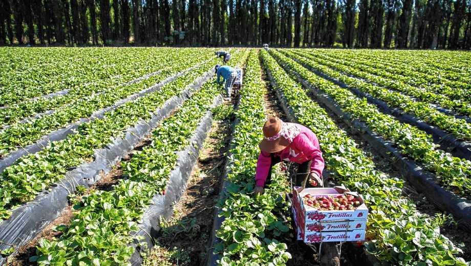 Plottier, Neuquén. El polo de frutillas de la Patagonia está en Neuquén, con 2.900 toneladas al año. El motor es la comunidad boliviana.