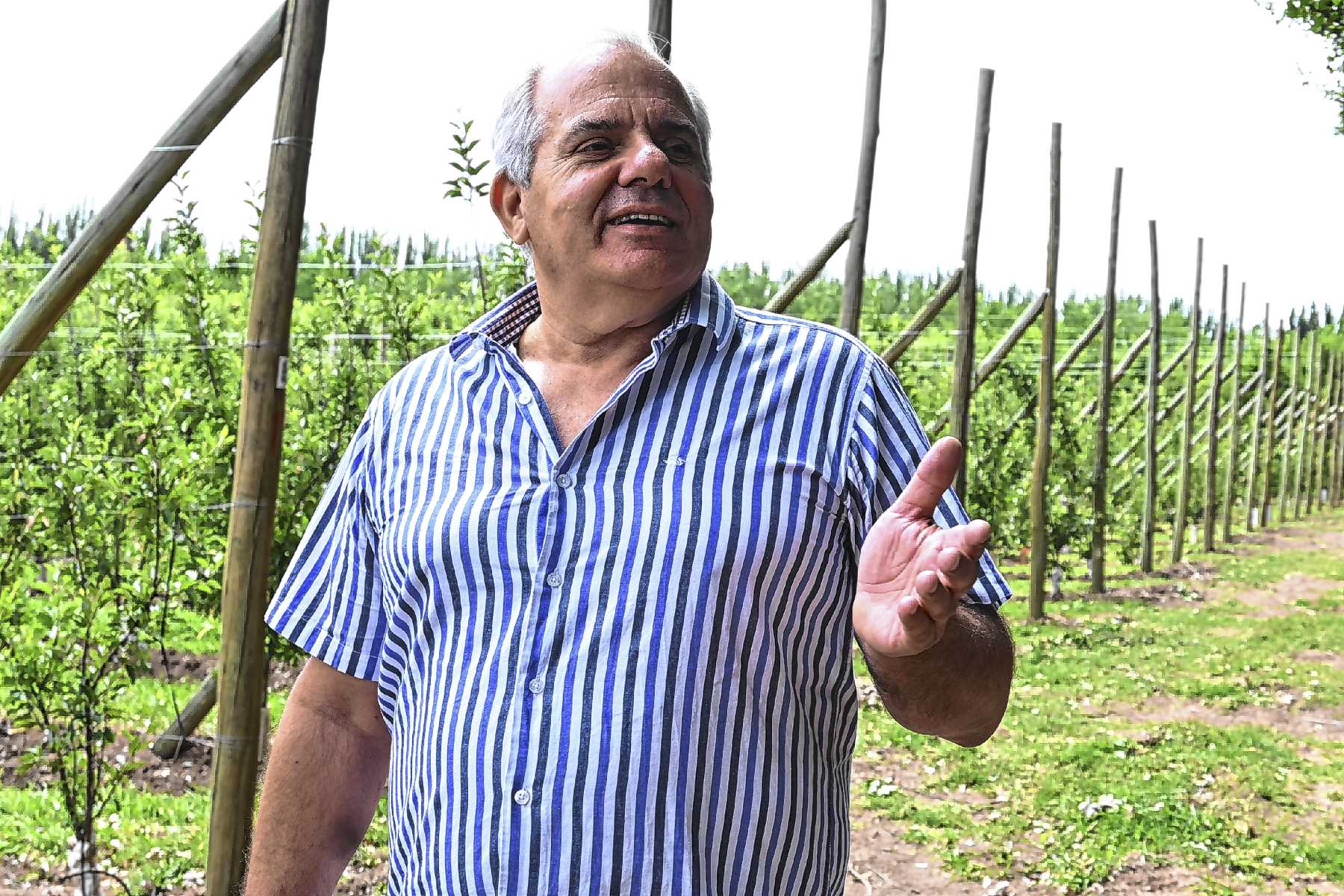 Cipolletti, Río Negro. Gabriel Grisanti sigue al frente de Tres Ases, la emblemática firma que produce 50.000 toneladas de frutas al año.