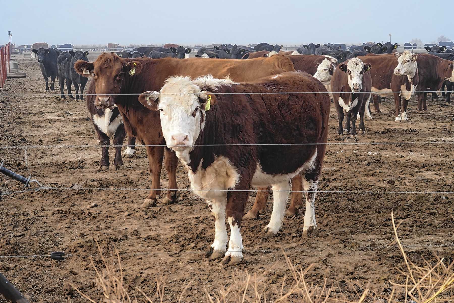 Darwin, Río Negro. Claudio Segatori tiene 4.600 cabezas. Su eficiente sistema está integrado y cuenta con producción forrajera propia.