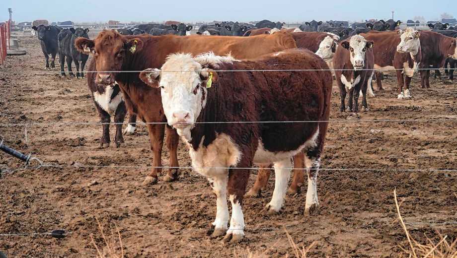 Darwin, Río Negro. Claudio Segatori tiene 4.600 cabezas. Su eficiente sistema está integrado y cuenta con producción forrajera propia.