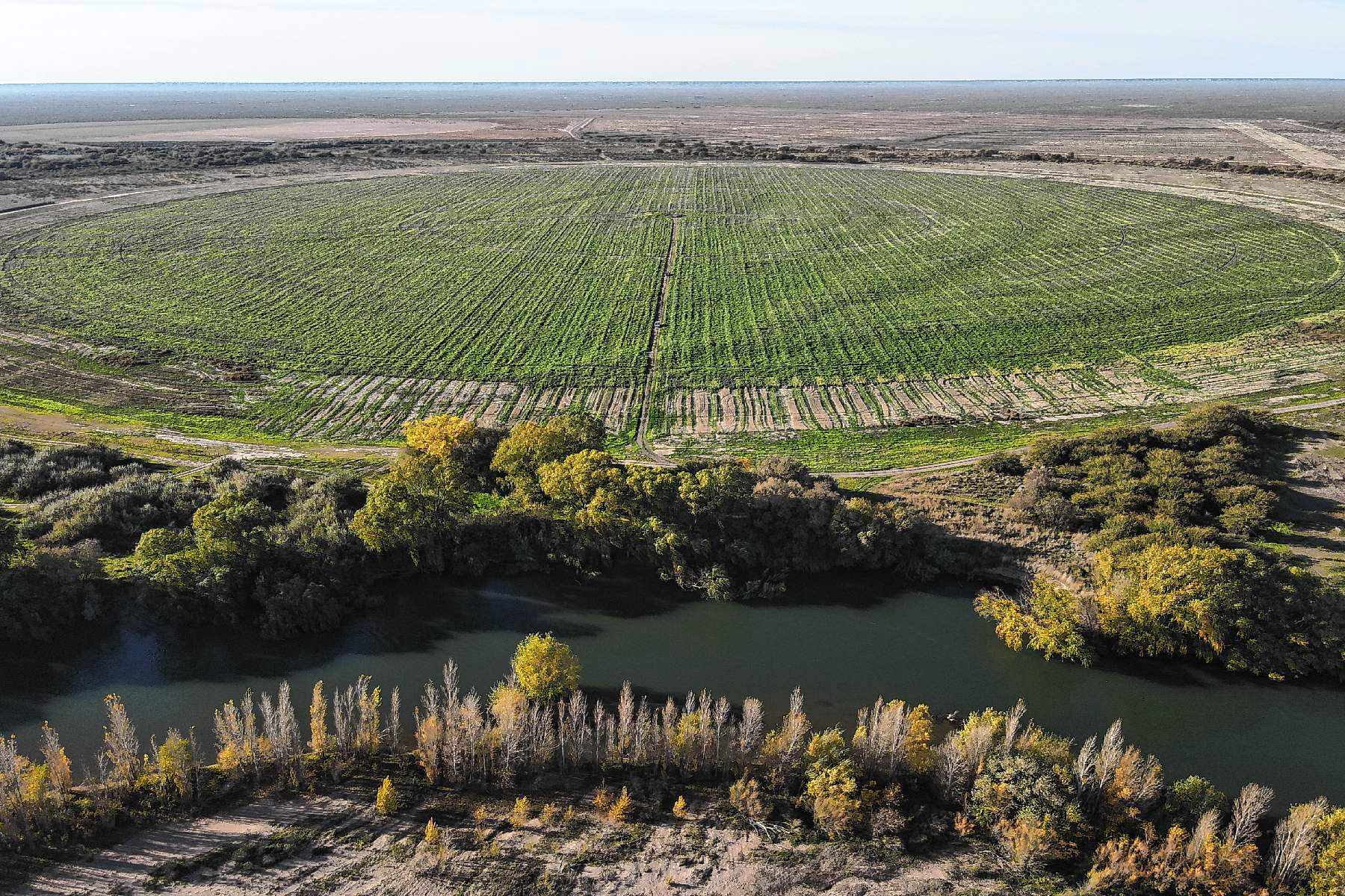 Negro Muerto, Río Negro. Desde hace años, Kaitaco convierte en realidad el enorme potencial agrícola y ganadero de esta incipiente zona.