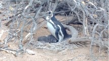 Imagen de Monitoreo 24/7: la transmisión en vivo del CONICET que registra el ritmo reproductivo de las aves de Chubut
