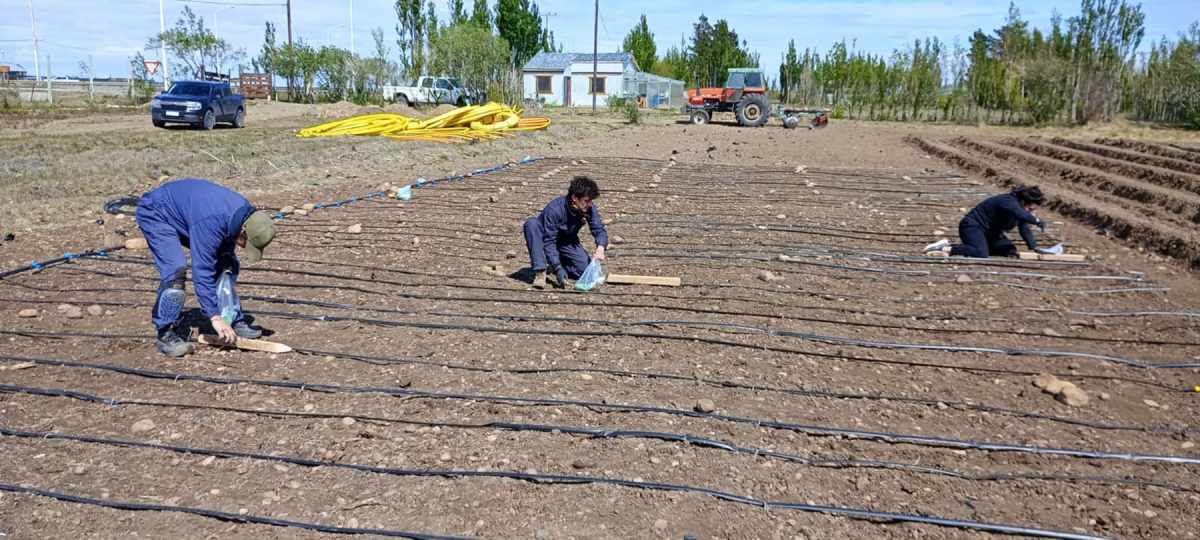 Ensayo en Río Gallegos: el maíz más austral del mundo. Foto: INTA.