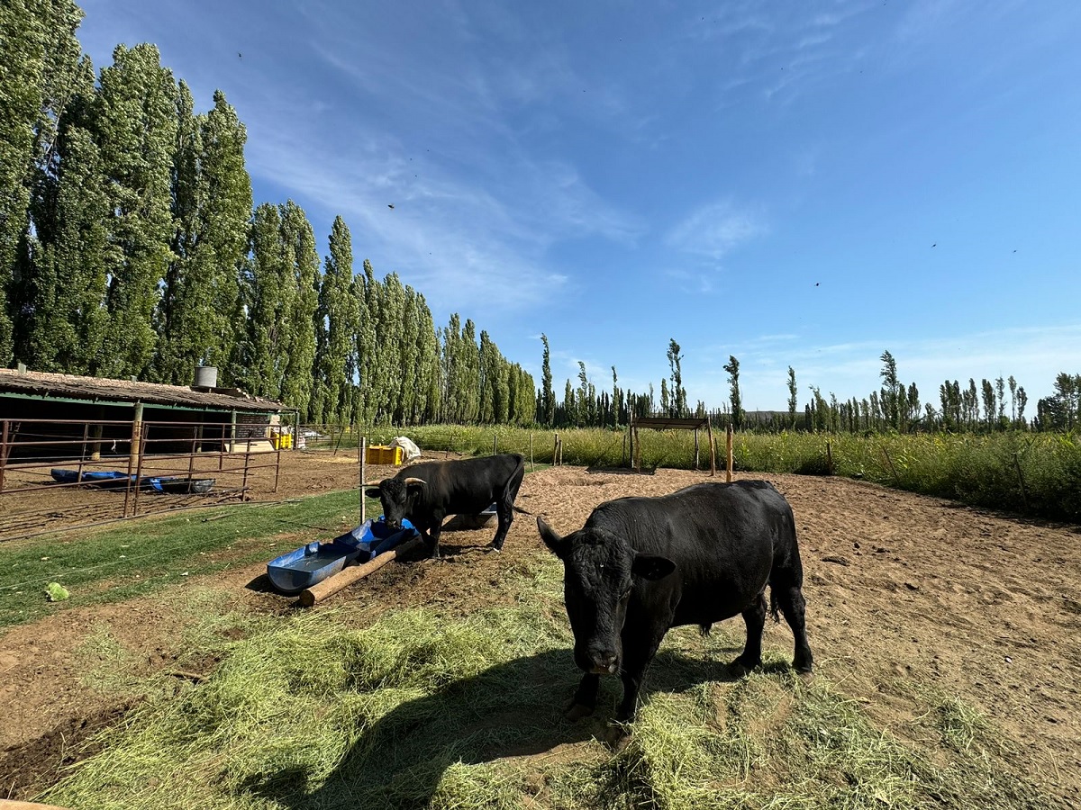 Plottier, Neuquén. Establecimiento Limay Alto, de Lucio Agúndez, apuesta fuerte al Wagyu, la raza bovina de origen japonés.