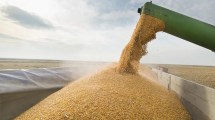 Imagen de Las exportaciones de cereales aportaron más de US$31.000 millones en 2025 y crecieron 24% interanual