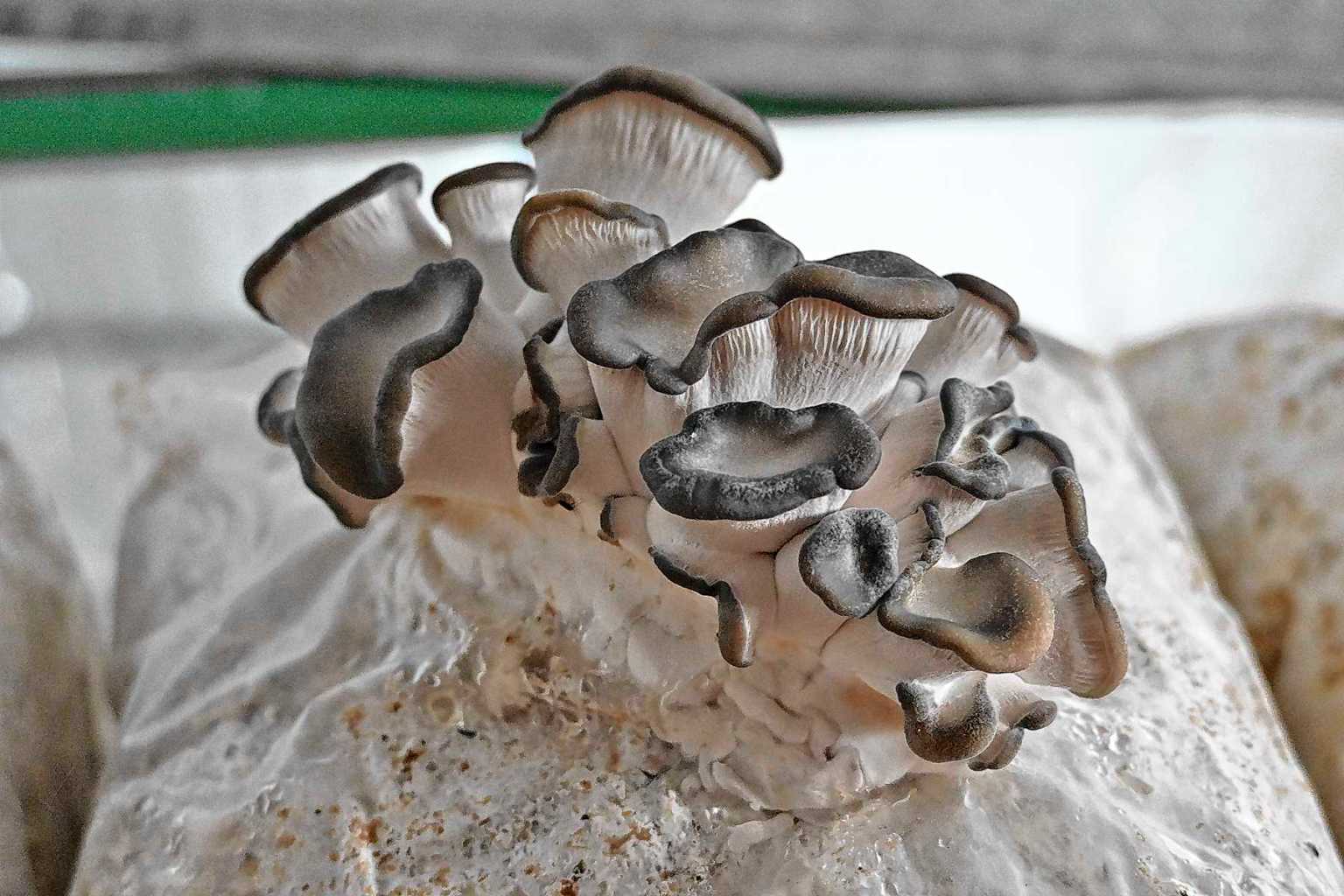 Del autoconsumo al mercado regional: c&oacute;mo un emprendimiento patag&oacute;nico transform&oacute; la producci&oacute;n de hongos