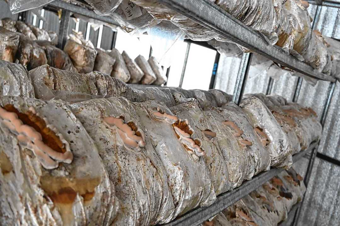 Del autoconsumo al mercado regional: c&oacute;mo un emprendimiento patag&oacute;nico transform&oacute; la producci&oacute;n de hongos