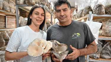 Los secretos de la producción de hongos en la Patagonia: la magia del mundo fungi tiene mucho potencial para ofrecer