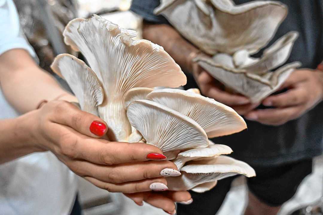 Del autoconsumo al mercado regional: c&oacute;mo un emprendimiento patag&oacute;nico transform&oacute; la producci&oacute;n de hongos