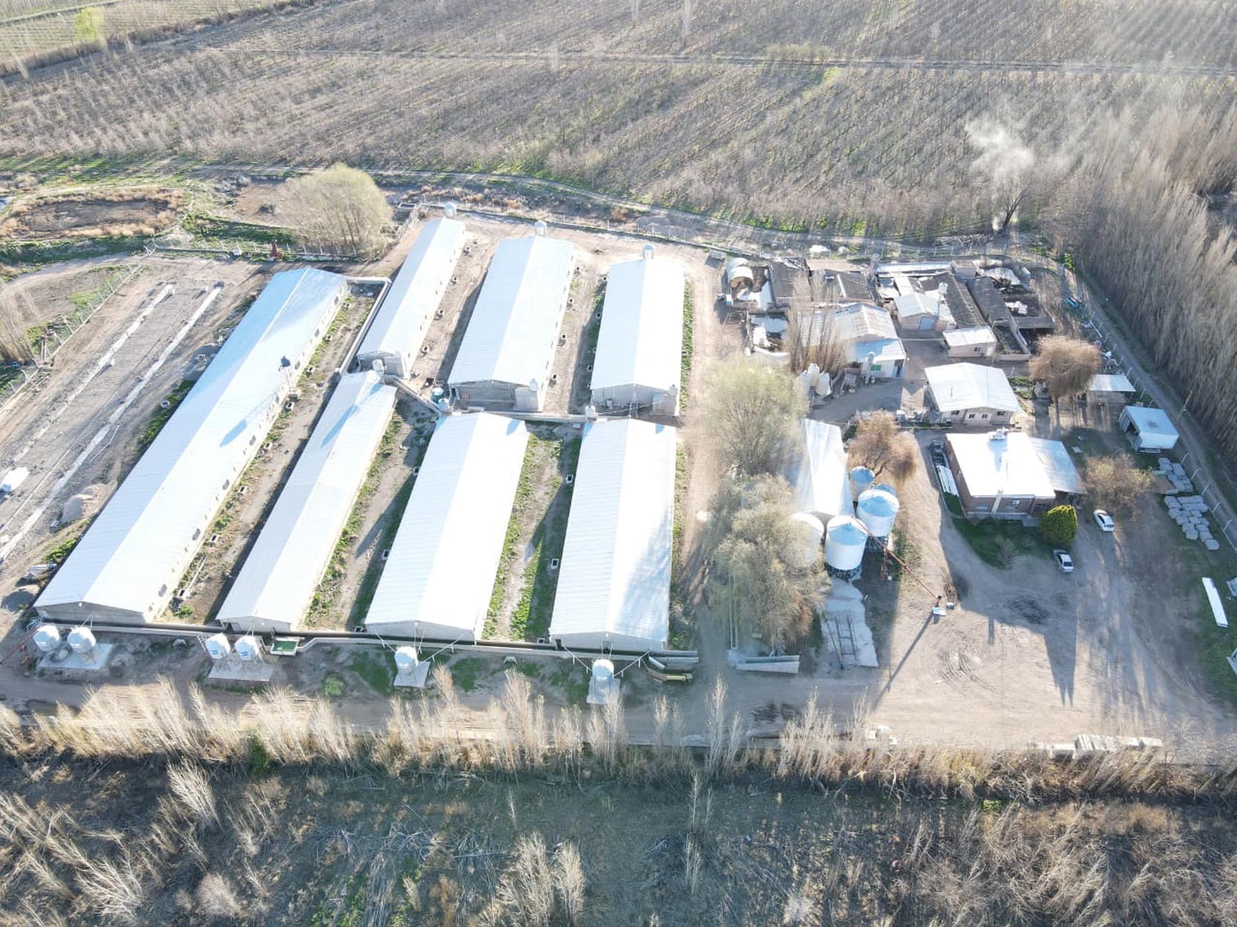 Villa Regina, Río Negro. Cabaña Valle Azul es la granja porcina en la que se producen 4 de cada 10 cerdos faenados en Patagonia.