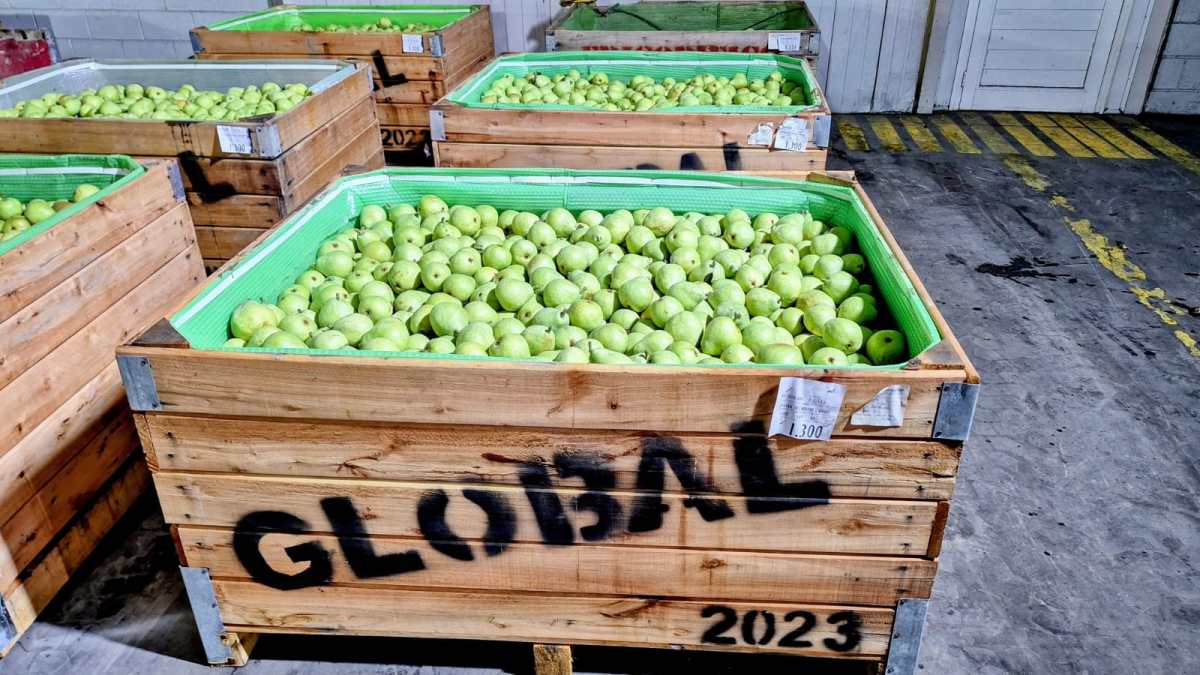 Bins producidos por Patagonia Envases.