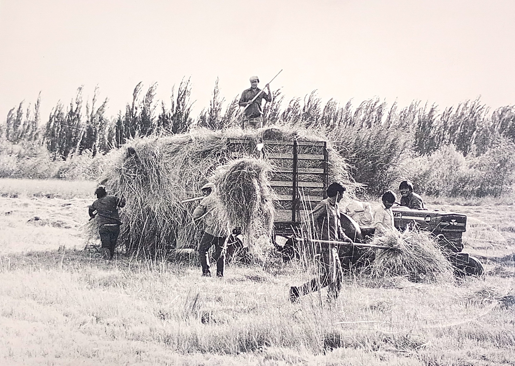 El primer cultivo del Valle que se reinventa 100 años después de la mejor época