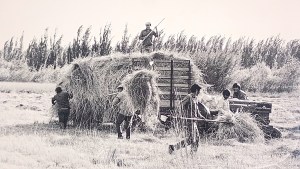 El primer cultivo del Valle que se reinventa 100 años después de la mejor época