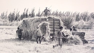 El primer cultivo del Valle que se reinventa 100 años después de la mejor época