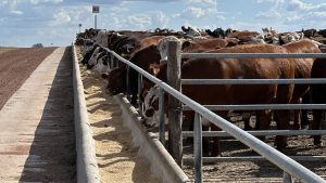 Todo sobre el maíz en el feedlot: ventajas y desventajas del grano entero y partido