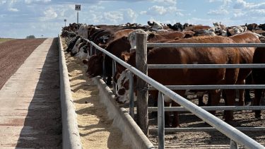 Todo sobre el maíz en el feedlot: ventajas y desventajas del grano entero y partido