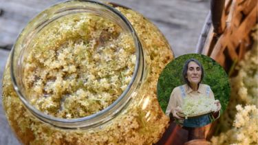 El champagne de sauco de Sara Itkin, la médica yuyera de Bariloche: una receta natural con flores patagónicas