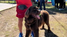 Imagen de Justo, el perro que se prepara para salvar vidas en los balnearios de Neuquén