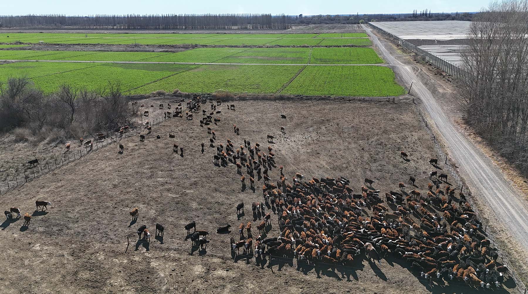 Lamarque, Río Negro. Los O’Dwyer, una agroempresa con sede central en Entre Ríos, decide apostar al riego y los valles rionegrinos.